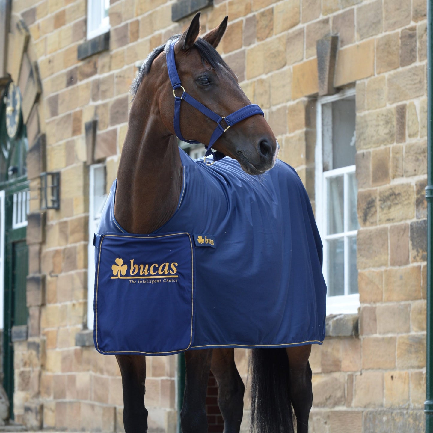 Bucas Cooler - Panel Prize - EquiOpulence