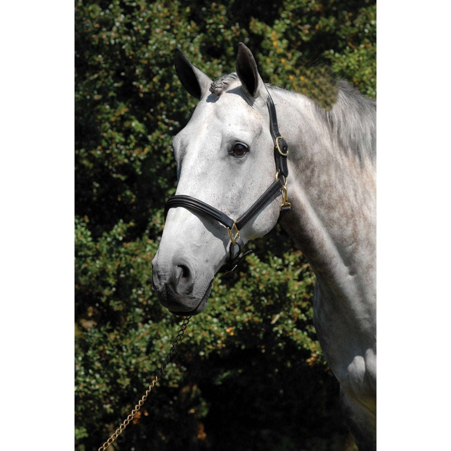 Amerigo Double Raised Leather Headcollar - EquiOpulence