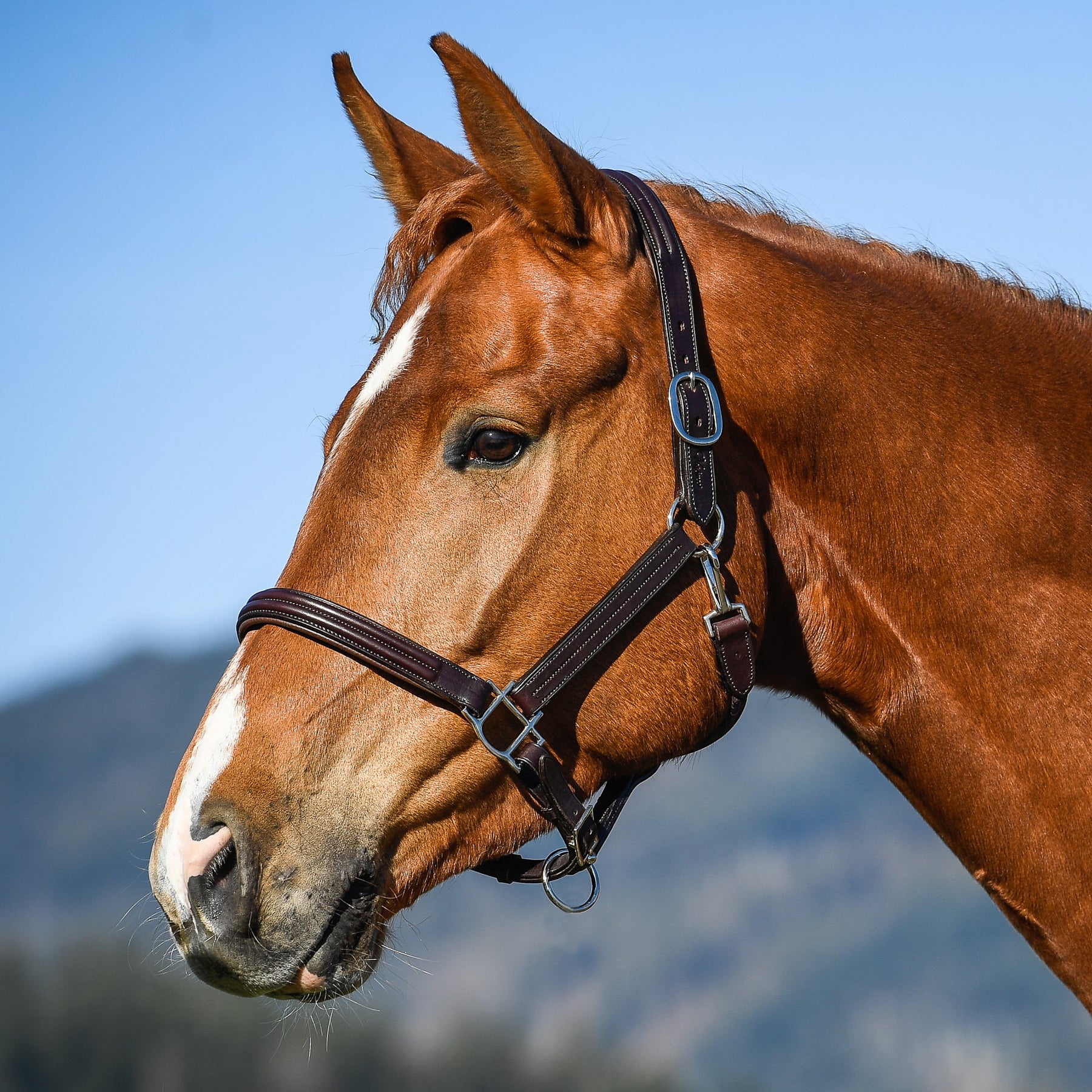 Amerigo Double Raised Leather Headcollar - EquiOpulence