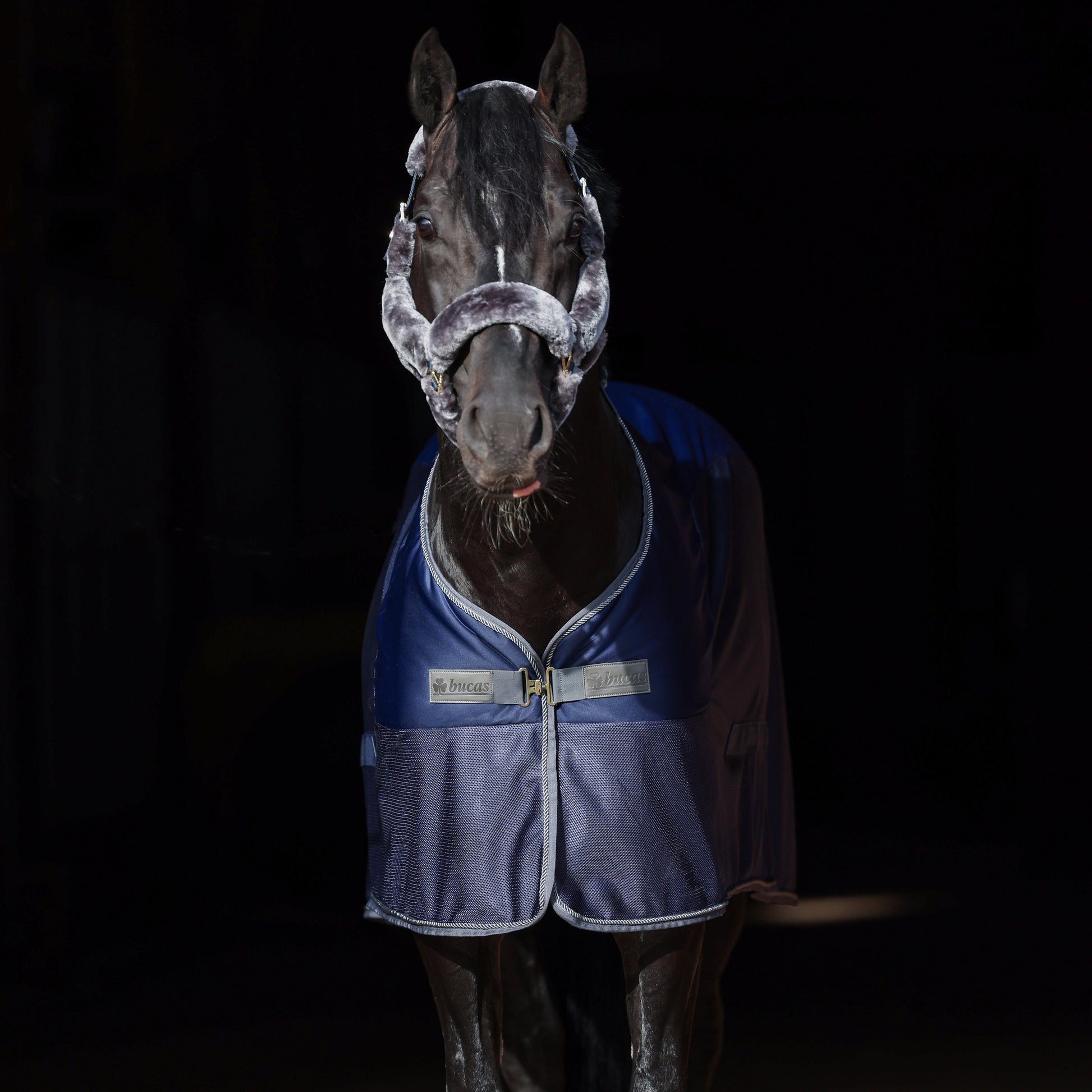 Bucas Show Line - Full Fur Headcollar - EquiOpulence