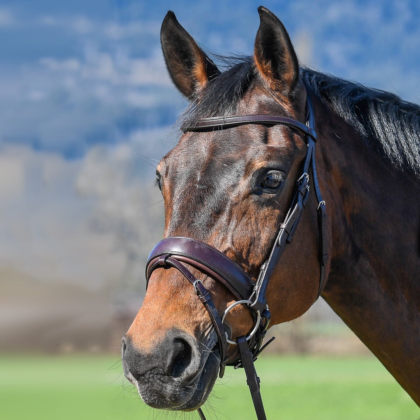 Vespucci Classic Bridle - EquiOpulence