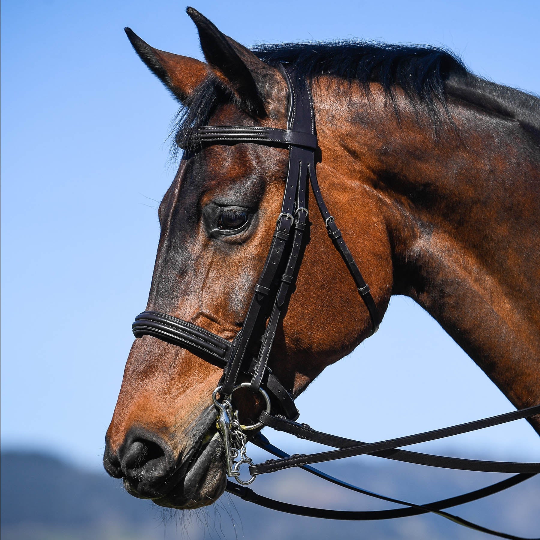 Vespucci Classic Double Bridle - EquiOpulence