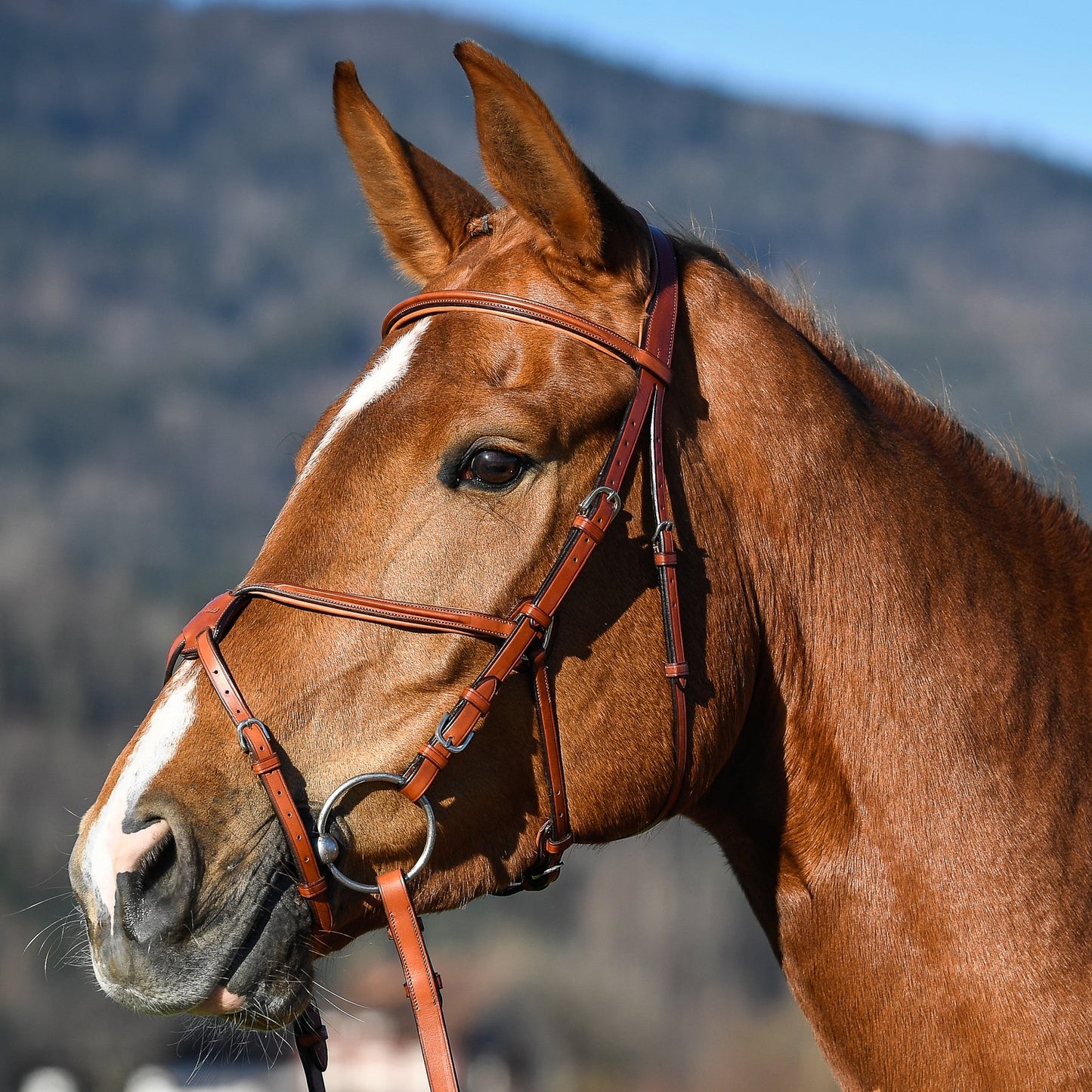 Vespucci Grackle Bridle - EquiOpulence