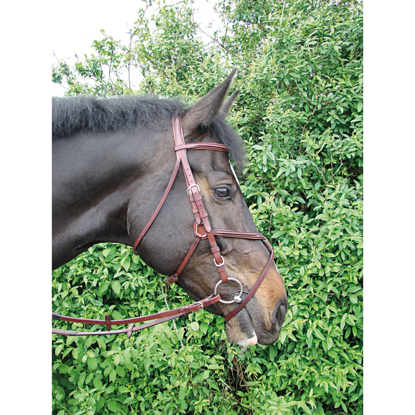 Vespucci Grackle Bridle - EquiOpulence