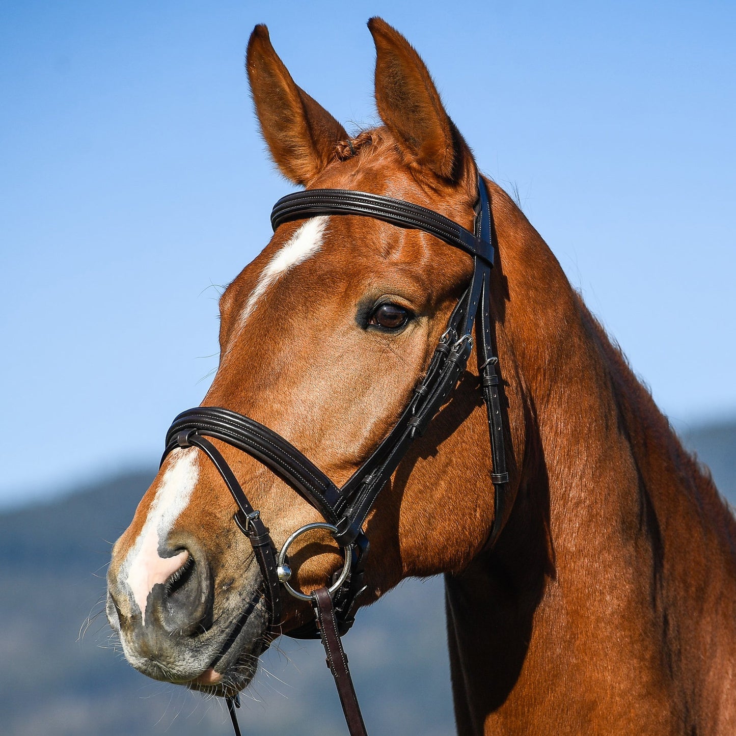 Vespucci Snaffle Bridle - EquiOpulence